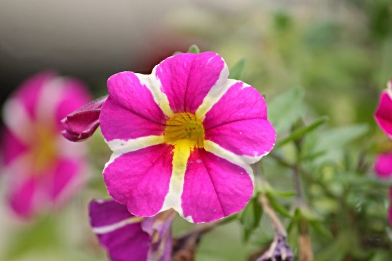 Petunias Significado Propiedades Y Beneficios