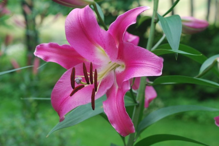 Flor de Lili ¡Significado, propiedades y beneficios!