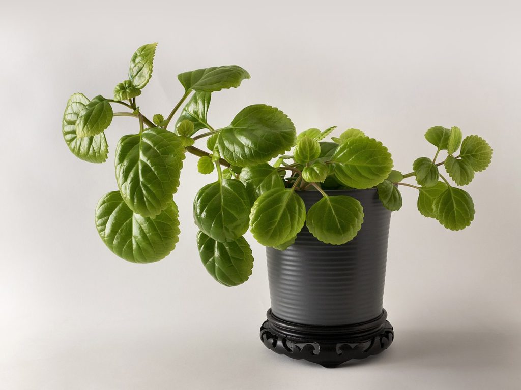 Flor del Dinero ¡Significado, propiedades y beneficios!