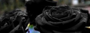 Flores de color super negro