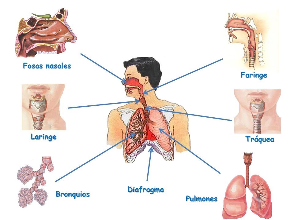 Sistema Respiratorio ¿qué Es Y Qué Significa ¡aprender Ahora 6255