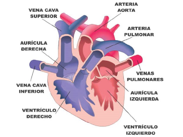 sistema circulatorio corazón
