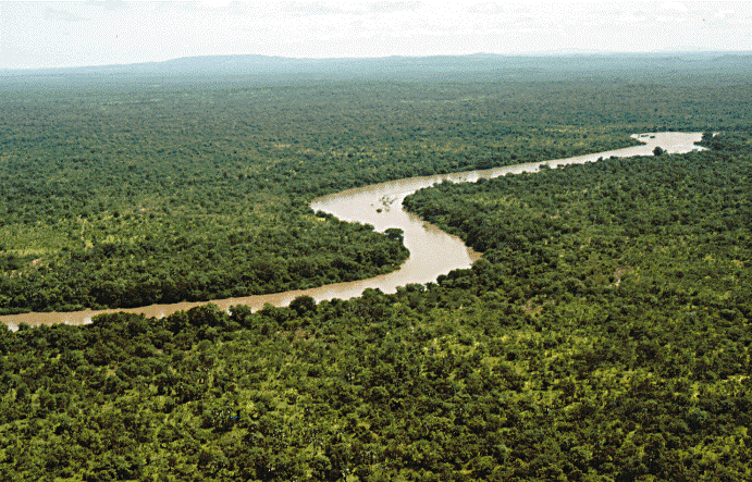bosque tropical amazónico