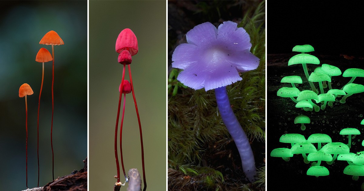 reino fungi ejemplos
