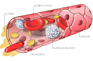 sistema circulatorio sangre