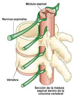 médula espinal columna