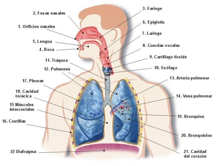 sistema respiratorio partes