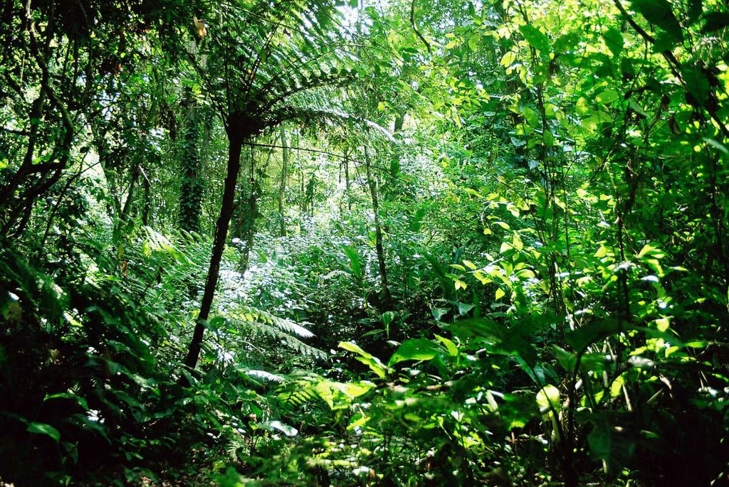 selva perennifolia
