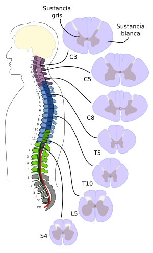 médula espinal estructura