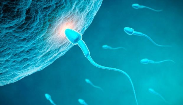 aparato reproductor masculino esperma