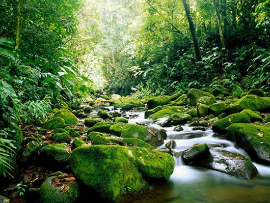 selva tropical
