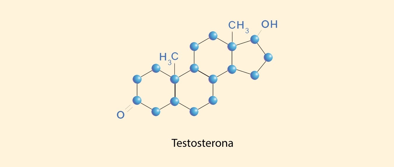 testosterona estructura