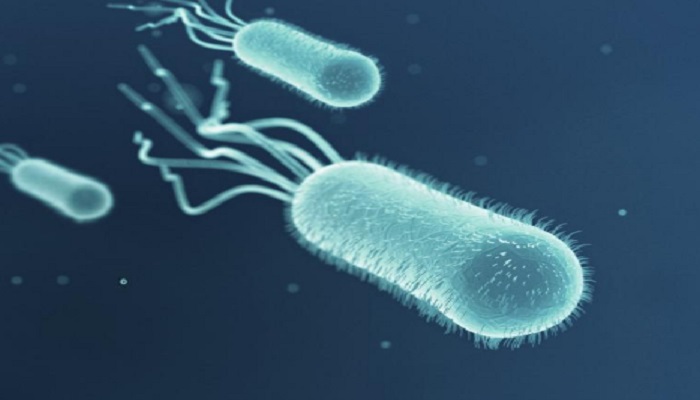 Célula bacteriana ¿Qué es y qué significa? ¡Aprender Ahora!