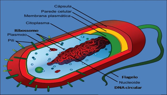 Partes de la célula bacteriana