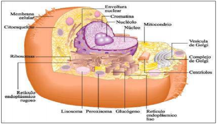 La célula eucariota