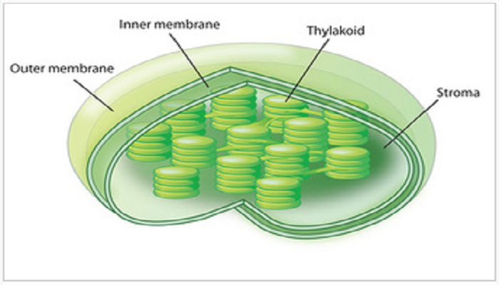 Los cloroplastos