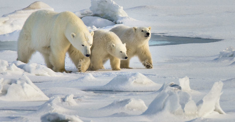 Tundra ¿Qué es y qué significa? ¡Aprender Ahora!