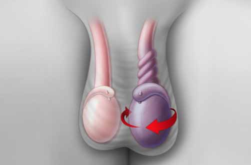 aparato reproductor masculino testículos