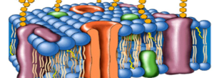 La Membrana Celular
