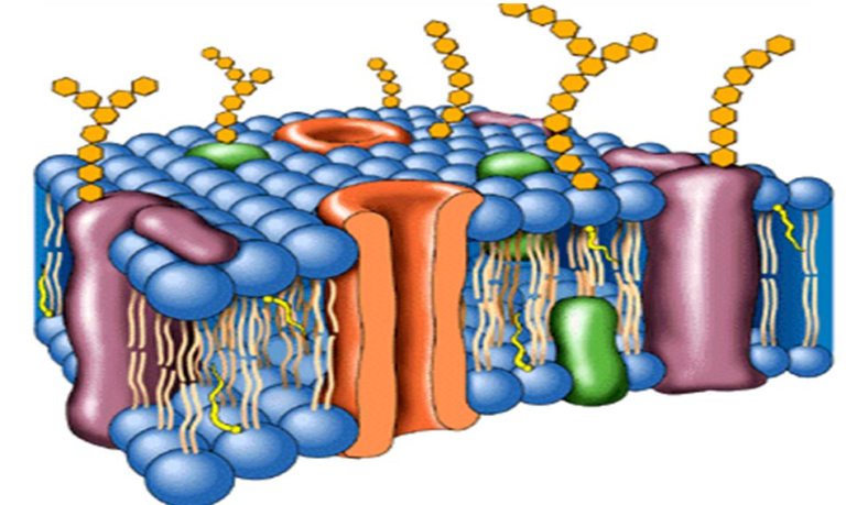 La Membrana Celular ¿qué Es Y Qué Significa ¡aprender Ahora