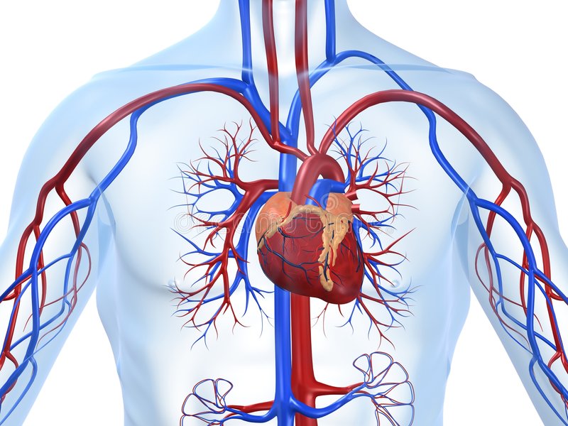 Sistema cardiovascular ¿Qué es y qué significa? ¡Aprender Ahora!
