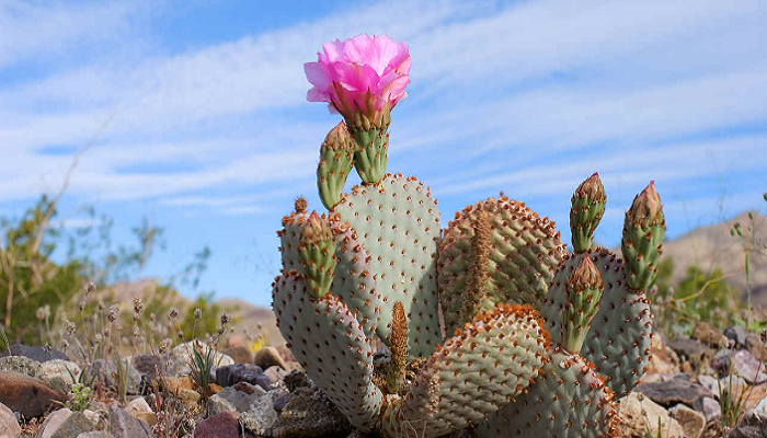 Cactus ¡Propiedades y beneficios Aquí 100% Reales!