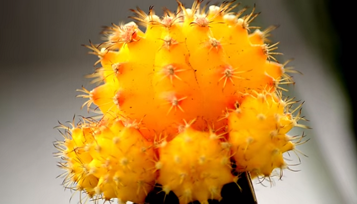 Cactus de colores