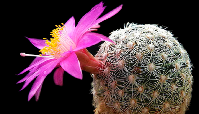 Los Cactus con flores