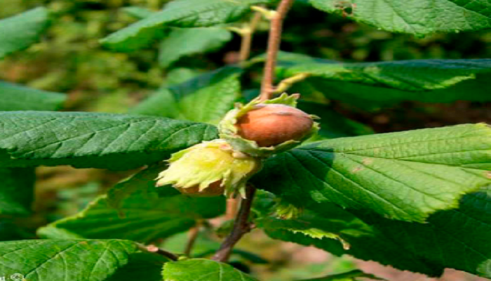 Fruto de Corylus avellana