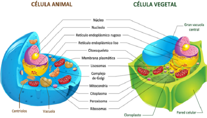 Célula animal y célula vegetal