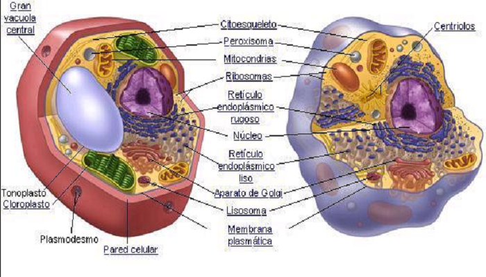 Vacuola en la célula