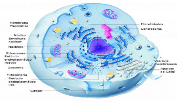 La célula animal y sus partes