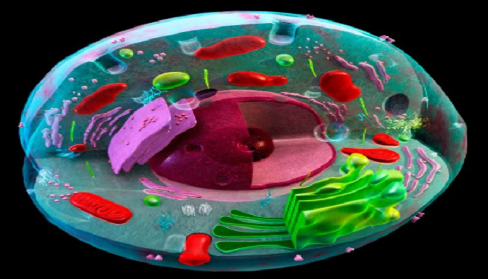 El citoplasma de la célula animal