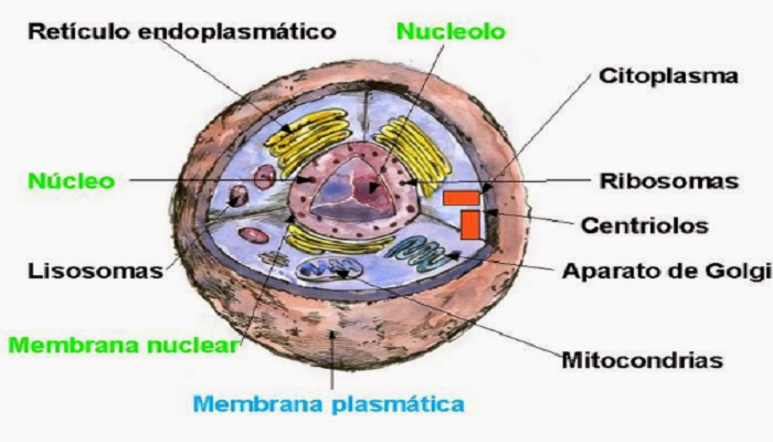 El núcleo de la célula animal