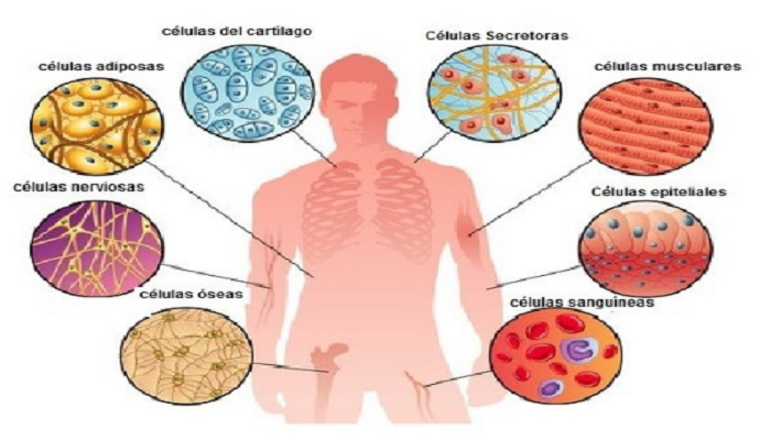 Célula Humana ¿qué Es Y Qué Significa ¡aprender Ahora 1707