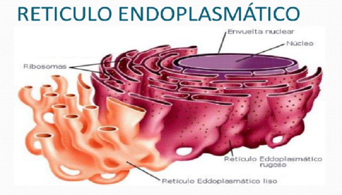 El retículo endoplasmático en la célula humana