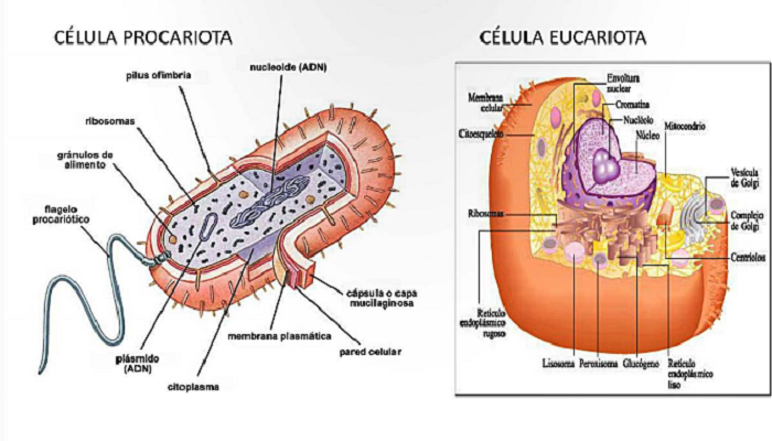 Célula procariota y eucariota diferencias