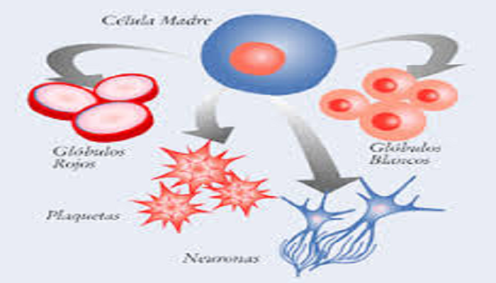 Tejidos que originan las células madre