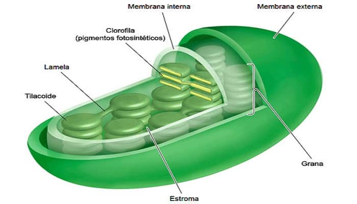 Organelos de la célula cloroplastos