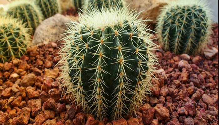 Plantas de cactus