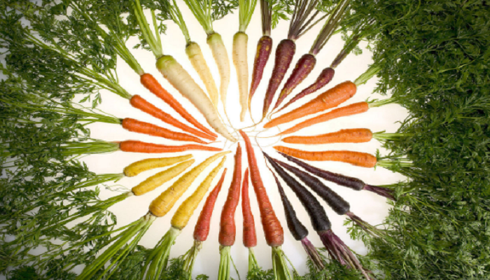 Variedades de zanahoria