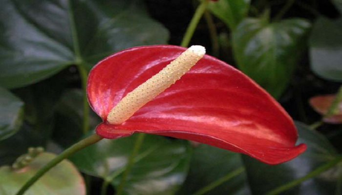 Espádice,la inflorescencia del Anthurium