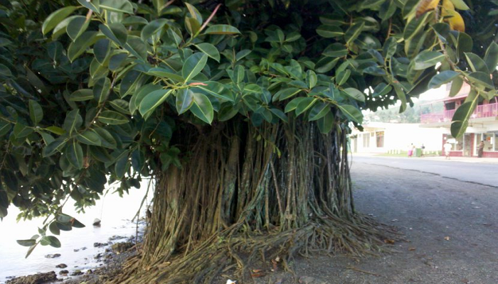 Árbol de Ficus elástica