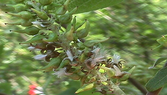 Fruto de Salix alba