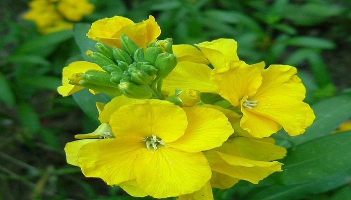 Flores de Alhelí amarillo Cheiranthus cheiri