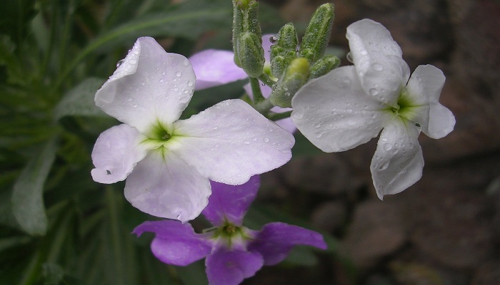 Flor de Alhelí blanco