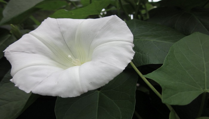 Flores Campanillas blancas