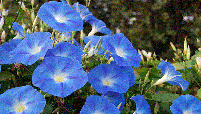 Flores Campanillas azules