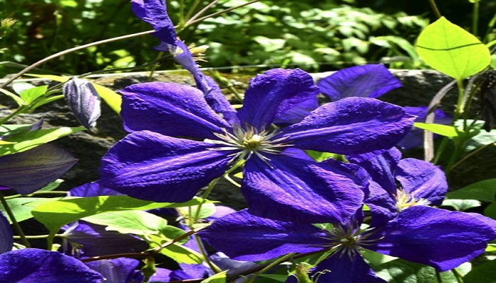 Clematis flores azules