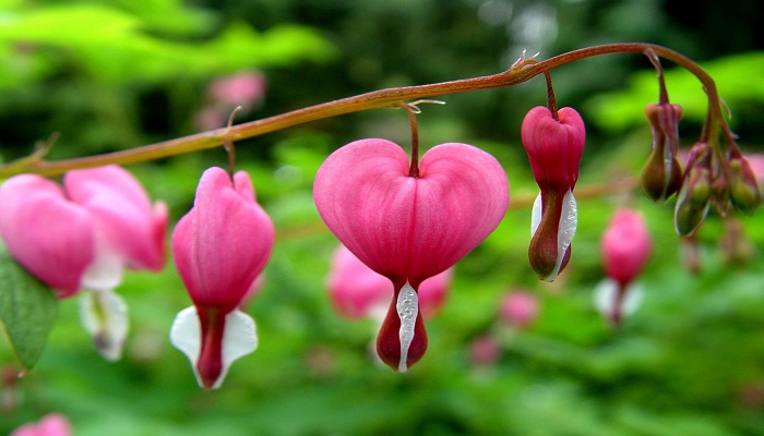 Corazón sangrante flores rosadas